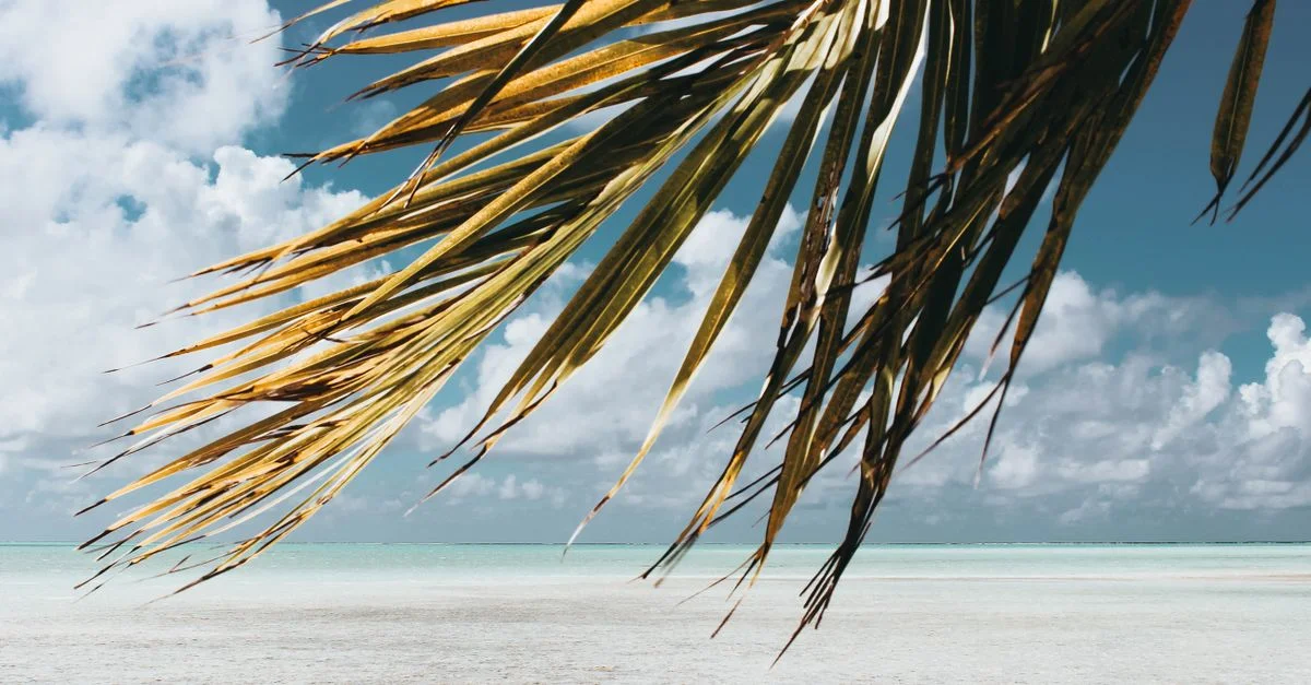 Scène de plage ensoleillée en Polynésie française avec des feuilles de palmier.