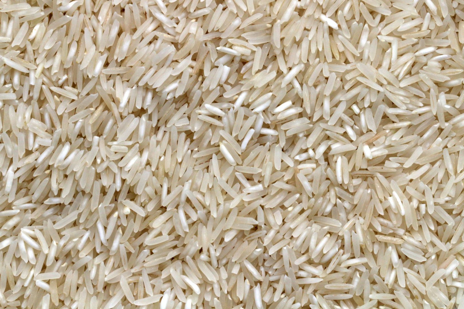 proteine de riz